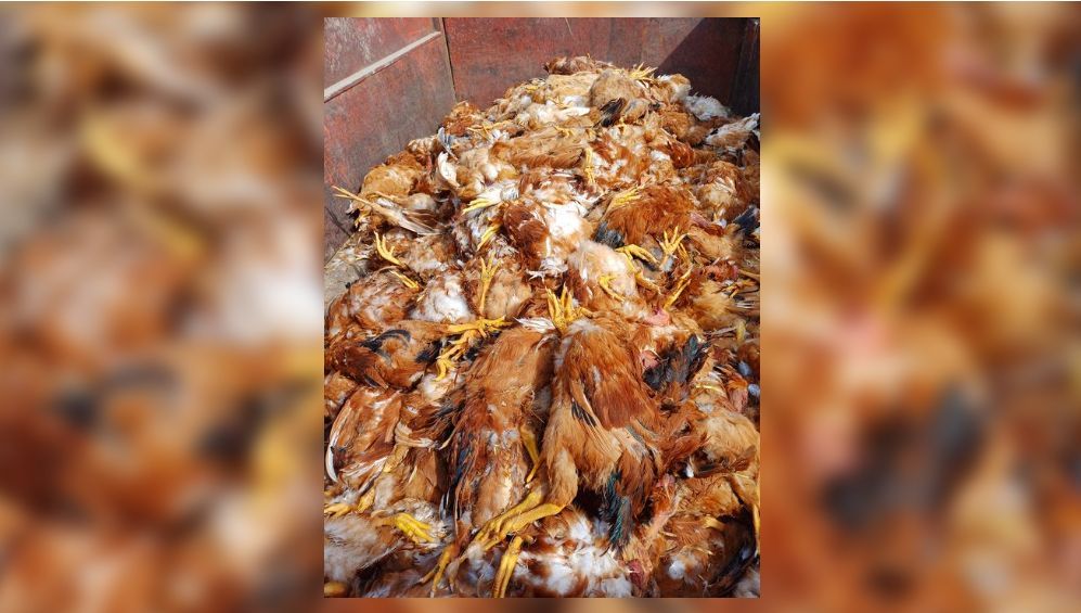 "C'est une hécatombe" : la vague de chaleur en Dordogne fait perdre des centaines de poulets à un éleveur