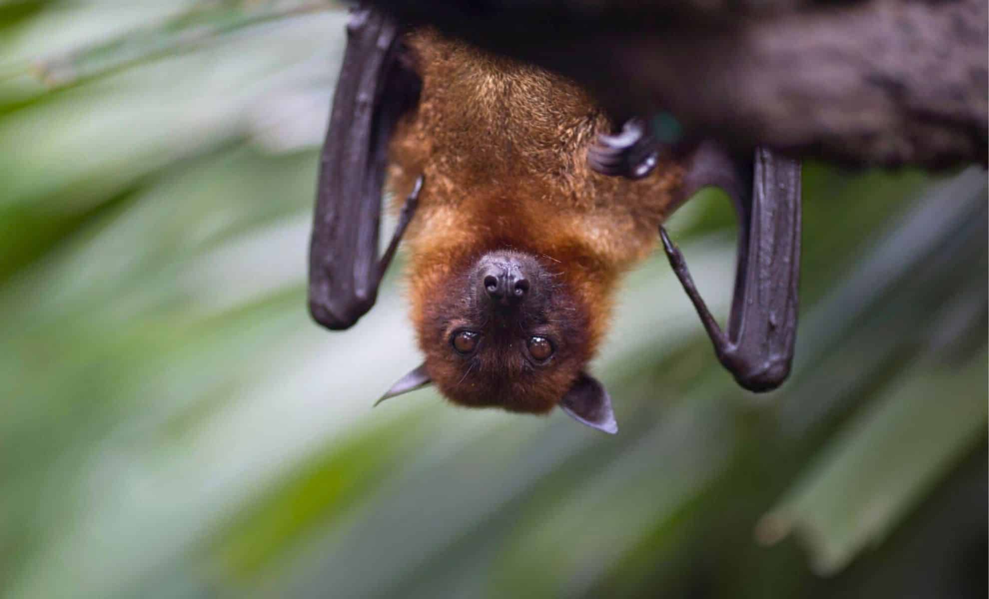 What If “Bat Blood” Could Make Human Hibernation for Interstellar Journeys Possible?