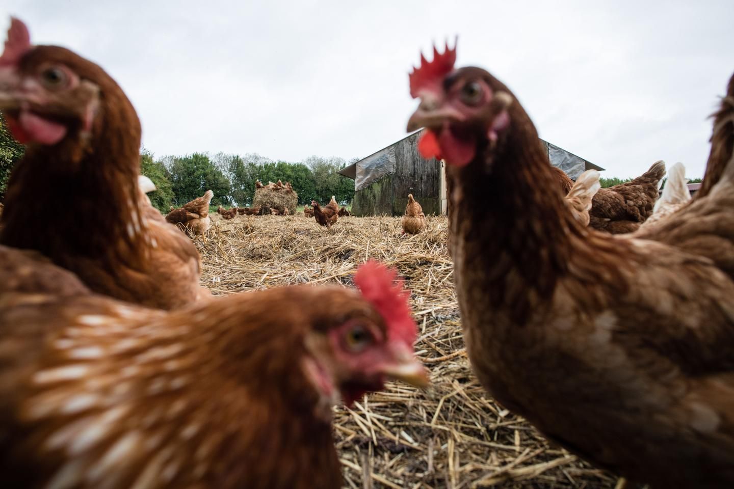 Grippe aviaire : la France a perdu son " statut indemne " après la découverte de foyers dans l’Eure et le Calvados