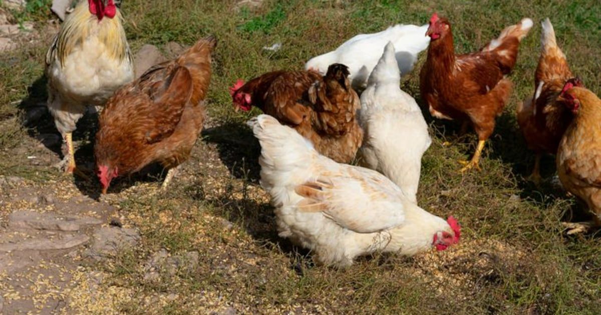 Bird flu found in nearly 1 million chickens in Darke County