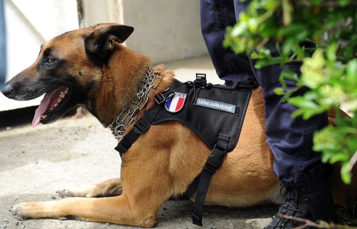 Bordeaux : La petite fille trisomique de 6 ans portée disparue a été retrouvée saine et sauve