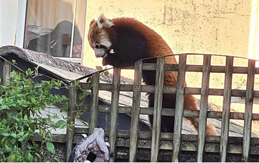 Un panda roux capturé après s'être échappé d'un zoo à Newquay, en Angleterre