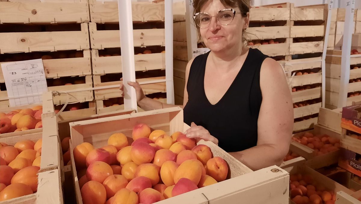 L'appel à l'aide d'une arboricultrice de Saint-Gilles qui se retrouve avec cinq tonnes d'abricots sur les bras