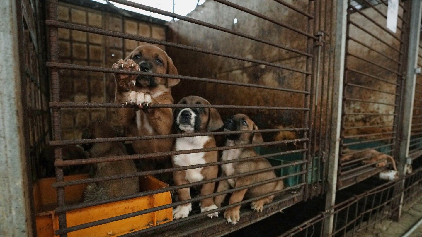 South Korean dog meat farmers push back against growing moves to outlaw their industry