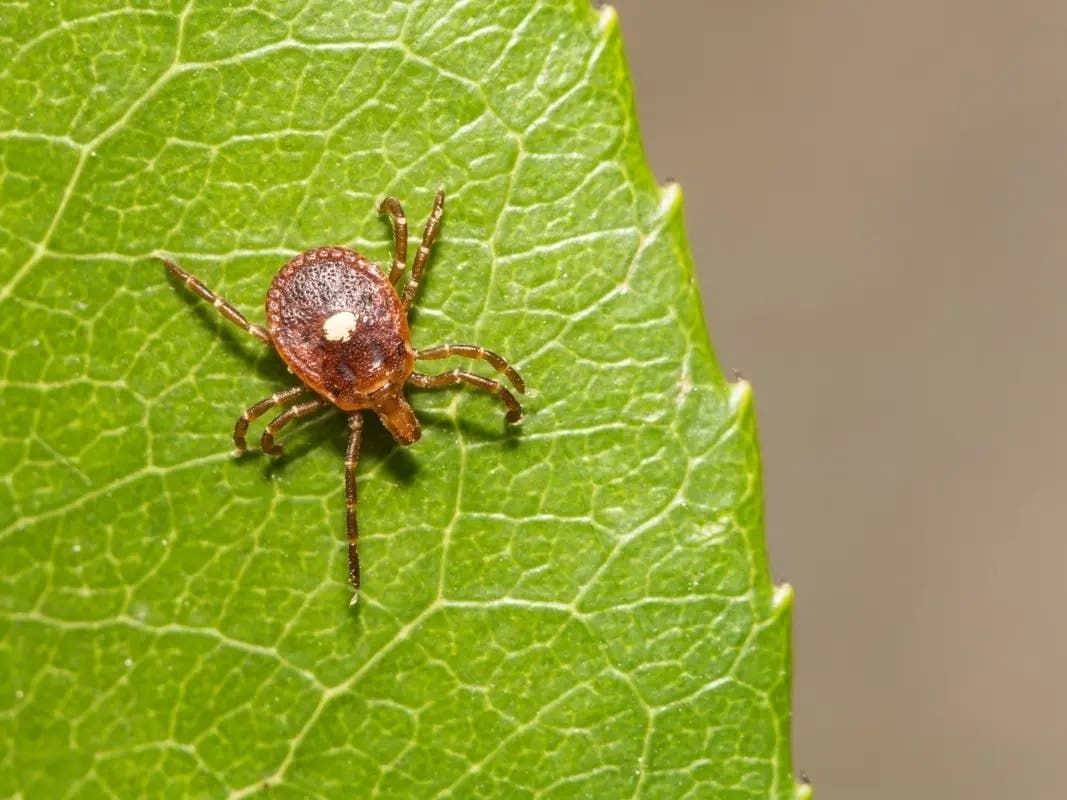 Meat Allergy Cases Linked To Tick Bites Growing In RI, CDC Says