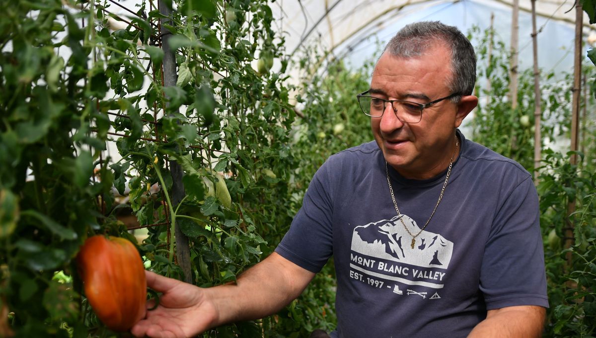 Dordogne : les secrets de Manuel pour faire pousser de grosses et bonnes tomates