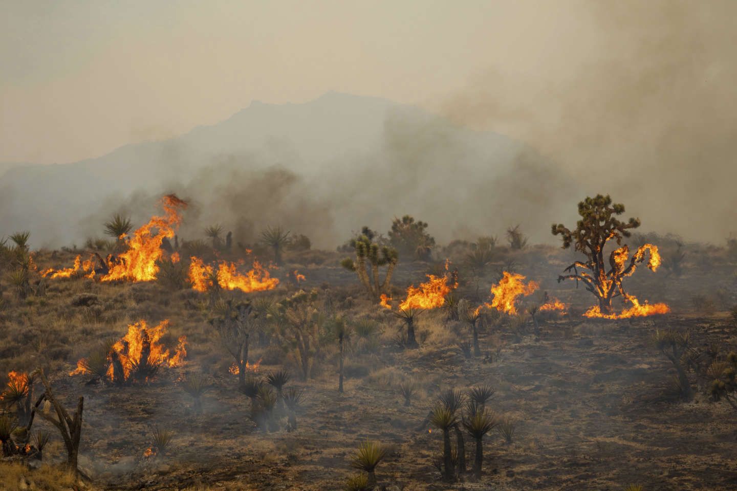 Etats-Unis : un incendie de 300 kilomètres carrés en Californie et au Nevada