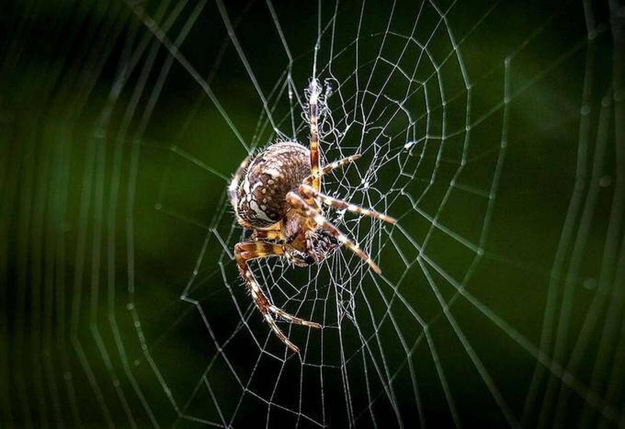 Avale-t-on vraiment huit araignées chaque année en dormant ? On décrypte cette " légende urbaine "