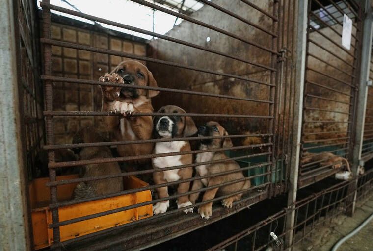 Korean dog meat farmers push back against moves to outlaw them